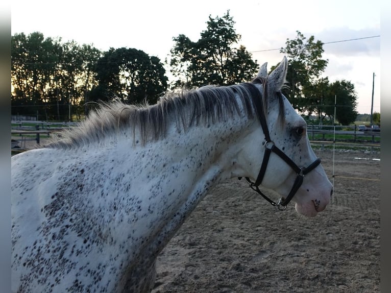 Purosangue inglese Stallone 7 Anni 160 cm Pelle di daino in Linn