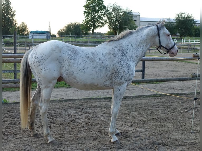 Purosangue inglese Stallone 7 Anni 160 cm Pelle di daino in Linn