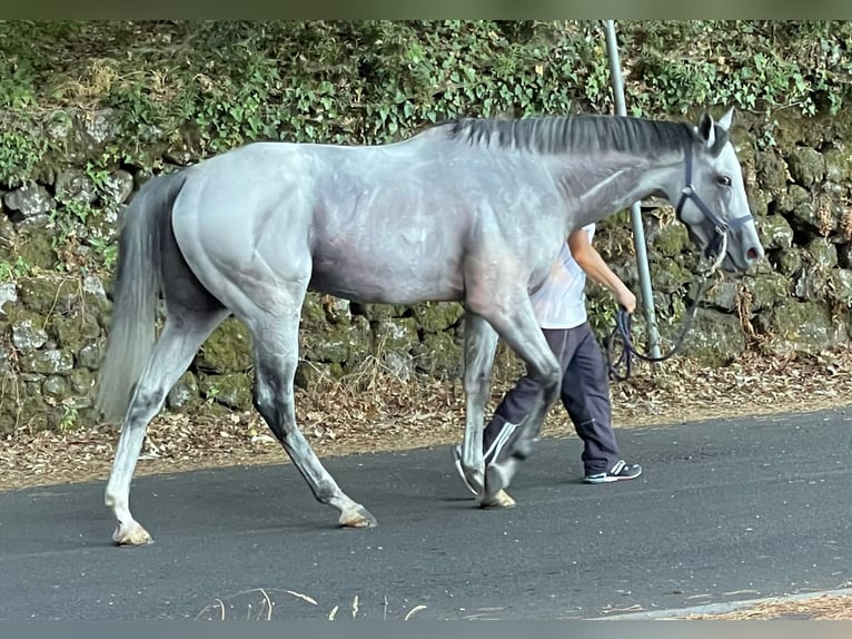 Purosangue inglese Stallone 9 Anni 170 cm Grigio in Maghtab