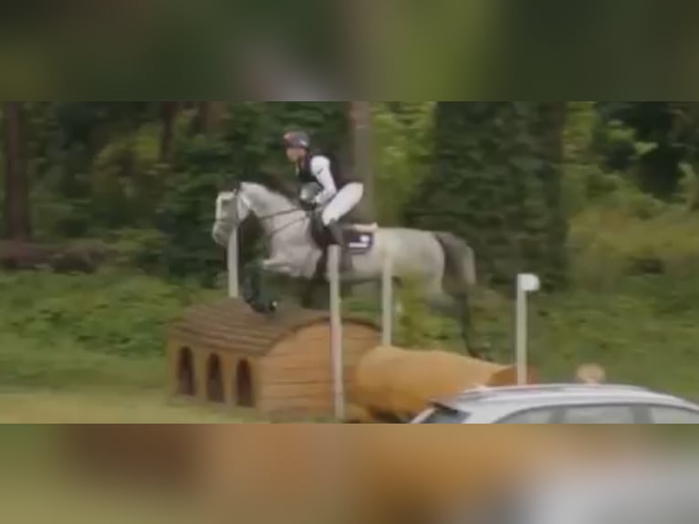 Purosangue inglese Stallone 9 Anni 173 cm Grigio in Baborówko