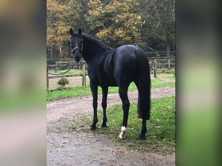 Purosangue inglese Stallone Morello in Walsrode