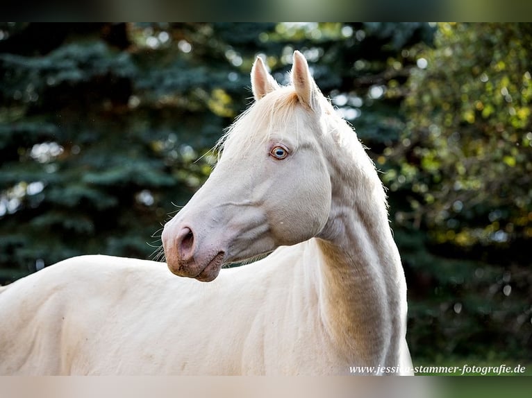 Purosangue inglese Stallone Perlino in Beaumont pied-de-boeuf