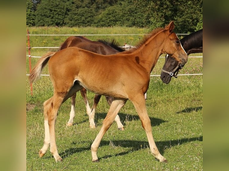 Purosangue inglese Stallone Puledri
 (04/2024) Sauro in PerlebergPerleberg