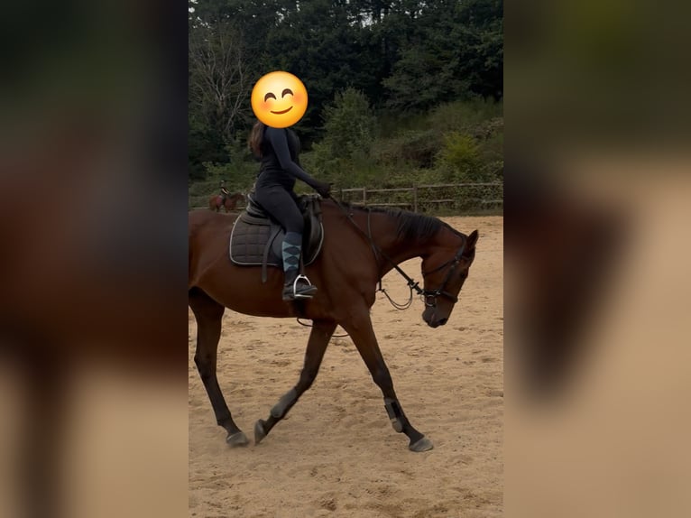 Purosangue irlandese Castrone 10 Anni 169 cm Baio in Wallmenroth