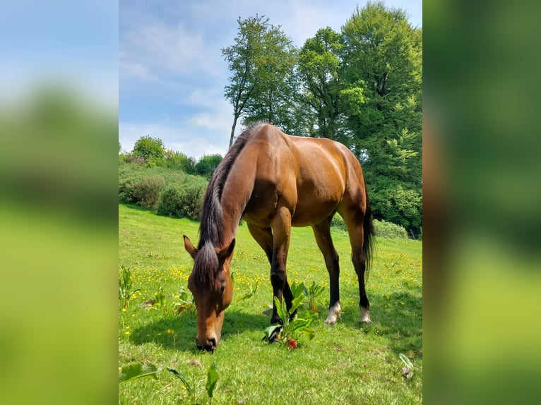 Purosangue irlandese Castrone 11 Anni 160 cm Baio in Callac