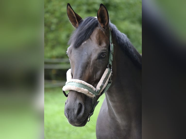 Purosangue irlandese Castrone 11 Anni 163 cm Baio in Leiblfing