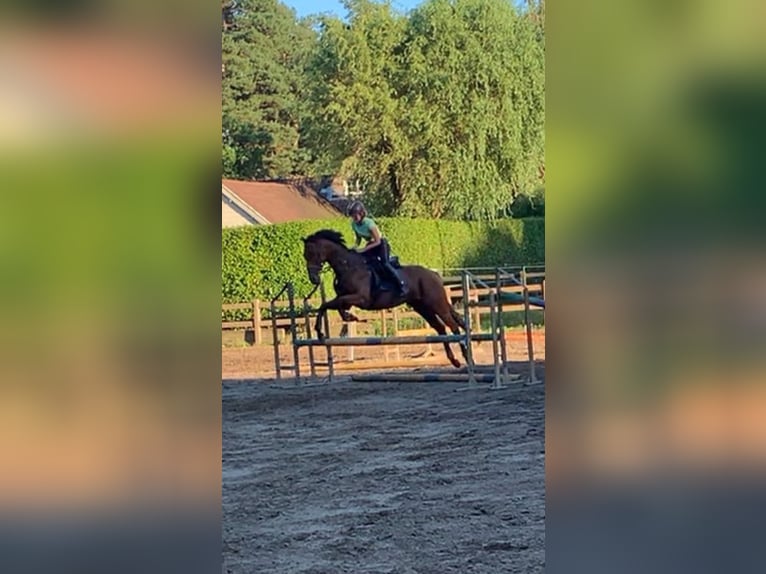 Purosangue irlandese Castrone 11 Anni 165 cm Baio in Zele