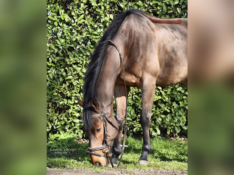 Purosangue irlandese Castrone 11 Anni 165 cm Baio in Zele