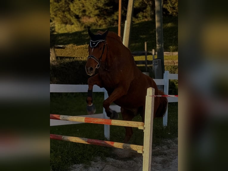 Purosangue irlandese Castrone 12 Anni 165 cm Sauro in LauenPuch