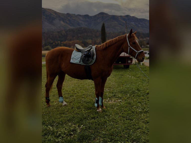 Purosangue irlandese Castrone 12 Anni 165 cm Sauro in LauenPuch