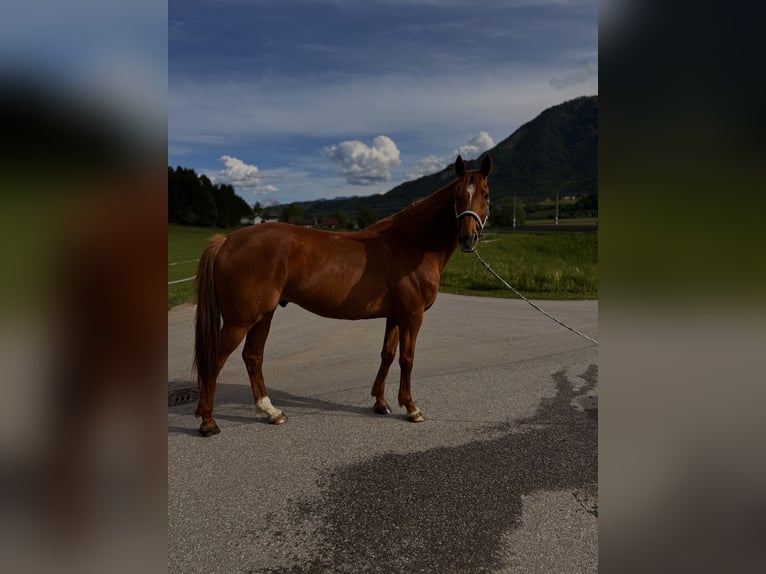 Purosangue irlandese Castrone 12 Anni 165 cm Sauro in LauenPuch
