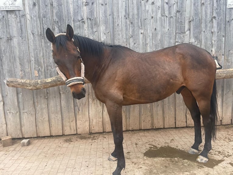 Purosangue irlandese Castrone 13 Anni 163 cm Baio in Weismain