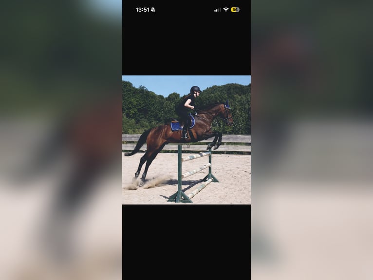 Purosangue irlandese Castrone 14 Anni 163 cm Baio in Weismain