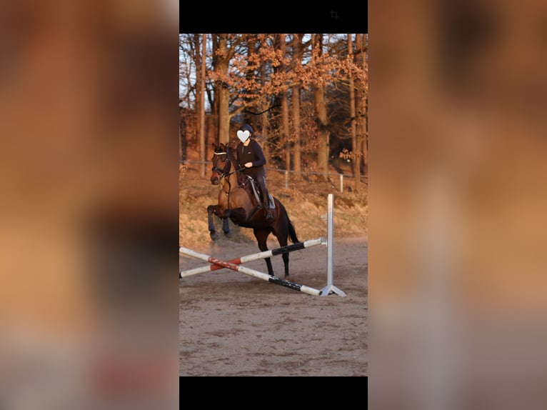 Purosangue irlandese Castrone 14 Anni 163 cm Baio in Weismain