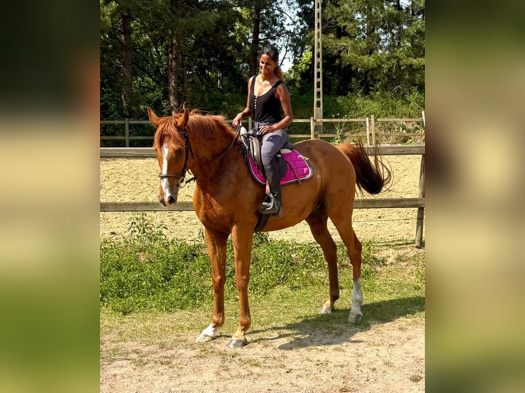 Purosangue irlandese Castrone 14 Anni 165 cm Sauro in bornem