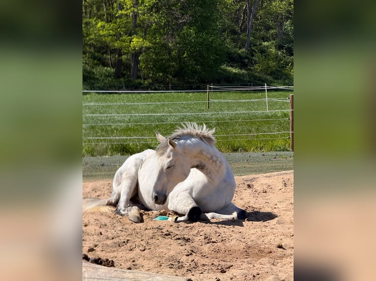 Purosangue irlandese Castrone 16 Anni 172 cm Grigio in Neuss