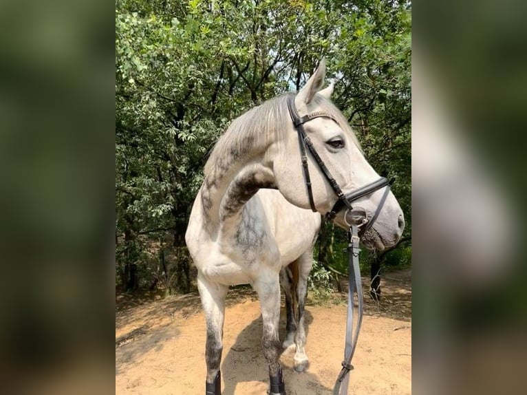 Purosangue irlandese Castrone 16 Anni 172 cm Grigio in Neuss