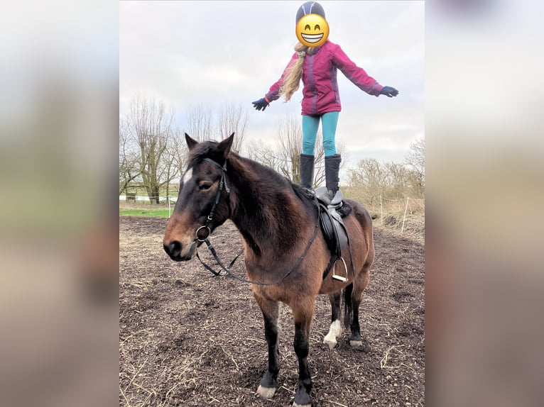 Purosangue irlandese Castrone 17 Anni 152 cm Baio scuro in Schlichting