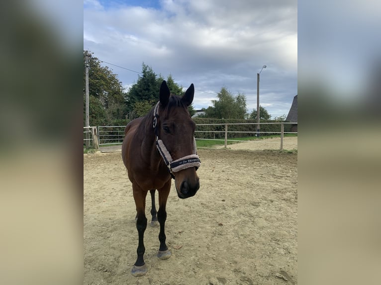 Purosangue irlandese Castrone 18 Anni 161 cm Baio in Rheinberg