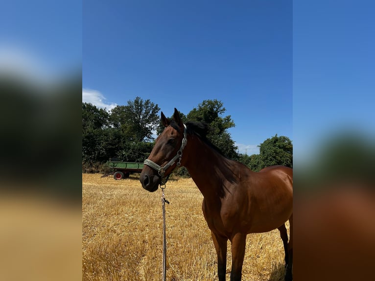 Purosangue irlandese Castrone 19 Anni 161 cm Baio in Rheinberg