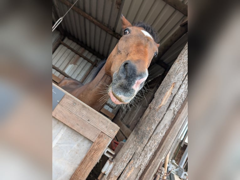 Purosangue irlandese Castrone 21 Anni 162 cm Baio in Hochstellerhof