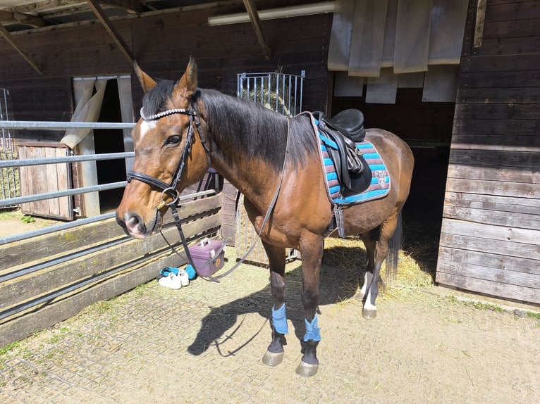 Purosangue irlandese Castrone 21 Anni 162 cm Baio in Hochstellerhof