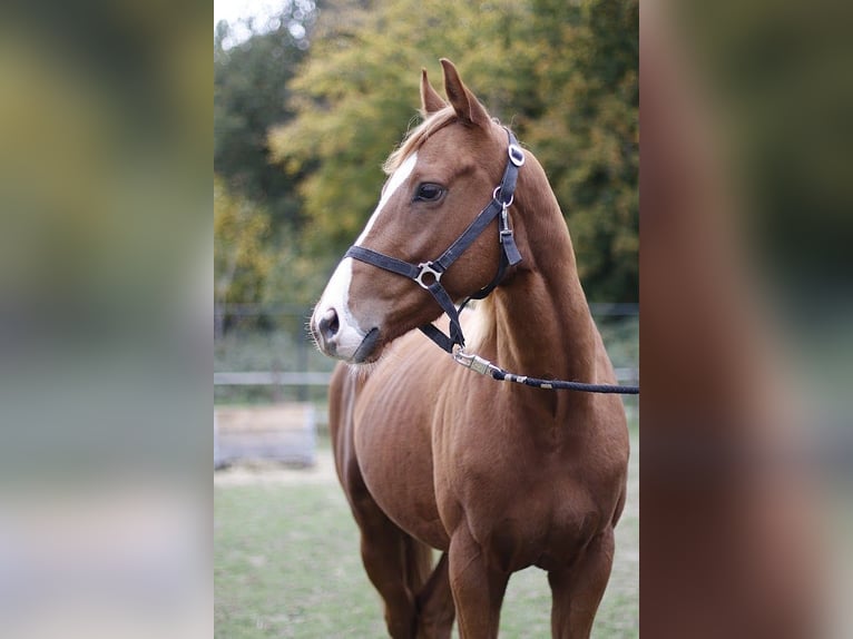 Purosangue irlandese Castrone 3 Anni 160 cm Sauro ciliegia in Sittard