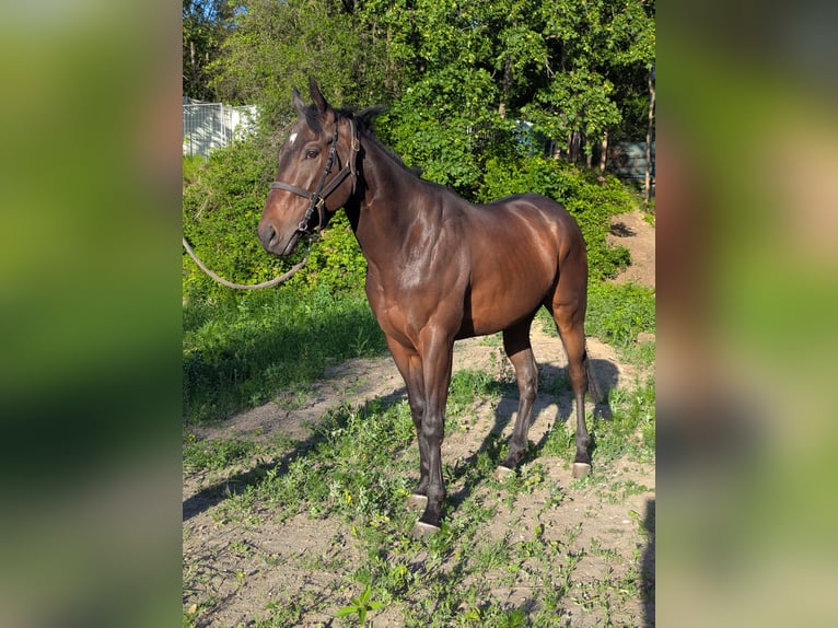 Purosangue irlandese Castrone 3 Anni Baio scuro in Warszawa