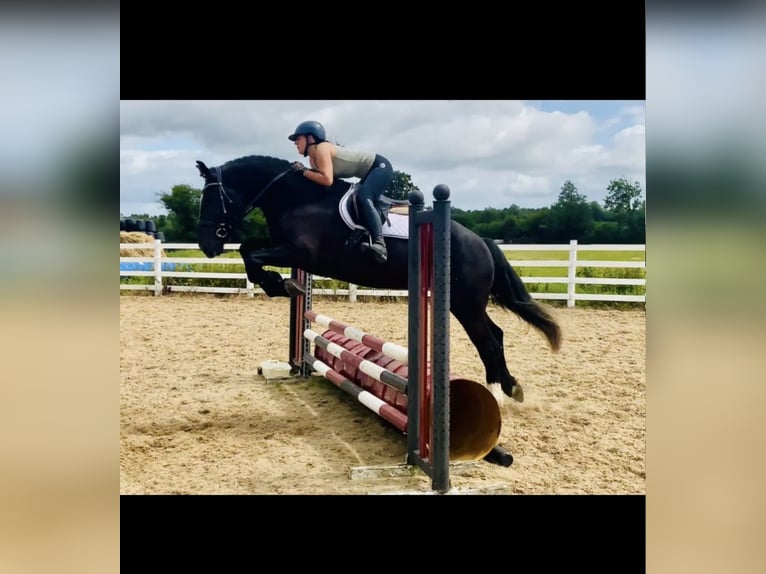 Purosangue irlandese Castrone 4 Anni 142 cm Morello in Valley Park