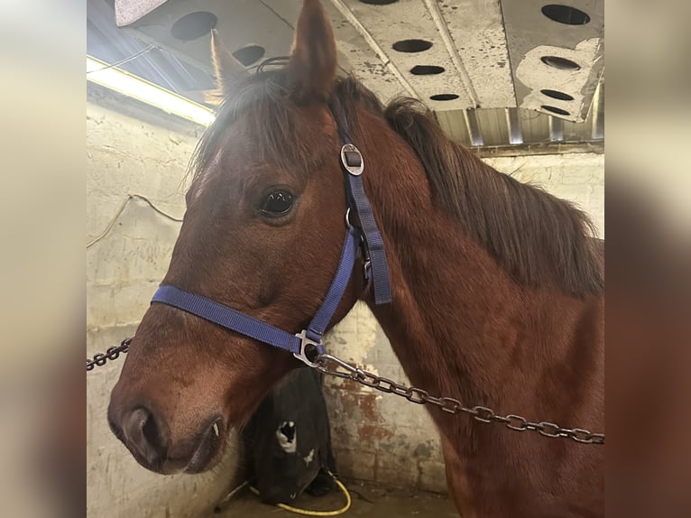 Purosangue irlandese Castrone 5 Anni 155 cm Sauro in Heusden zolder