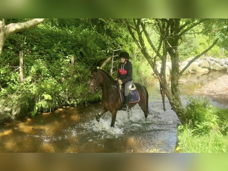Purosangue irlandese Castrone 5 Anni 158 cm Baio ciliegia in Newry