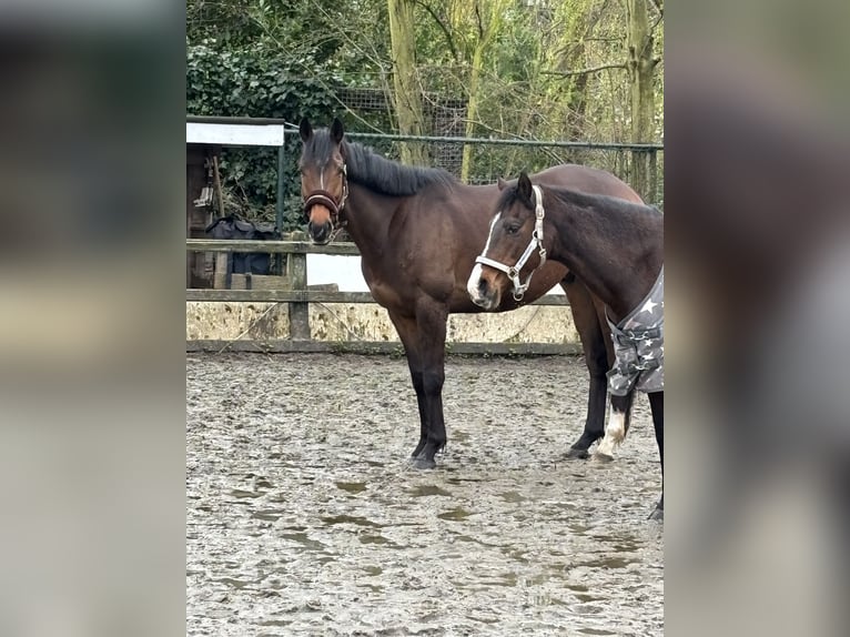 Purosangue irlandese Mix Castrone 5 Anni 160 cm Baio in Schiedam