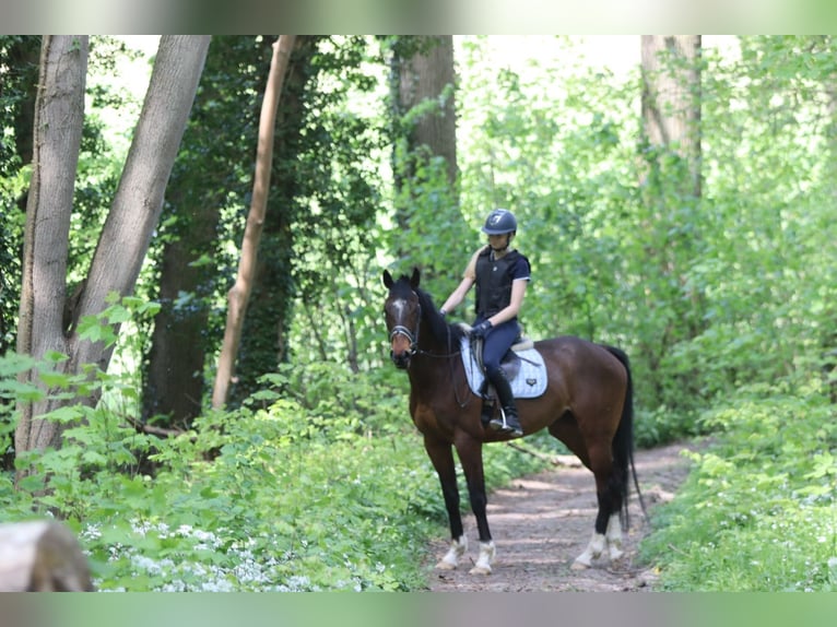 Purosangue irlandese Castrone 5 Anni 163 cm Baio in Bogaarden