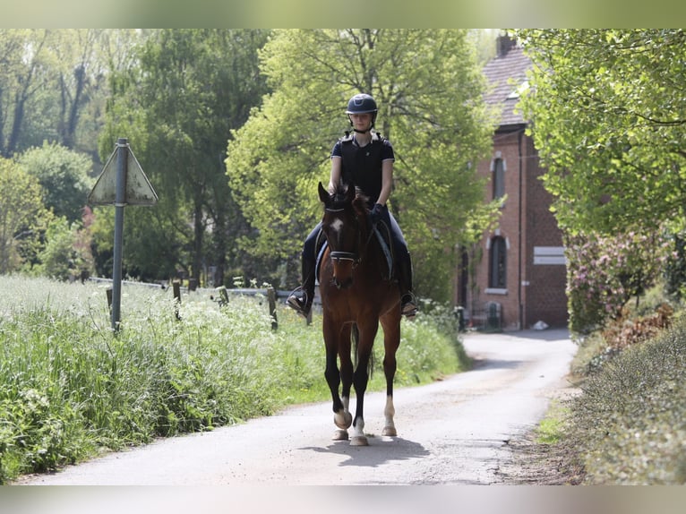 Purosangue irlandese Castrone 5 Anni 163 cm Baio in Bogaarden