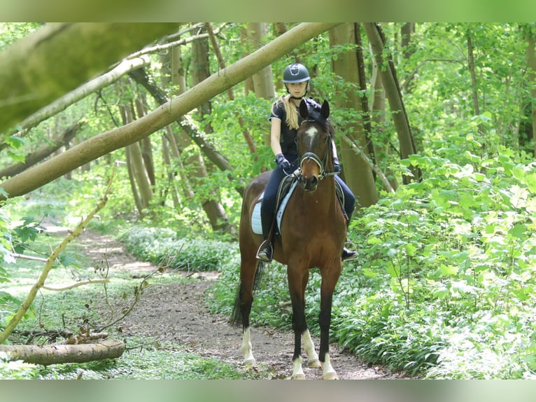 Purosangue irlandese Castrone 5 Anni 163 cm Baio in Bogaarden