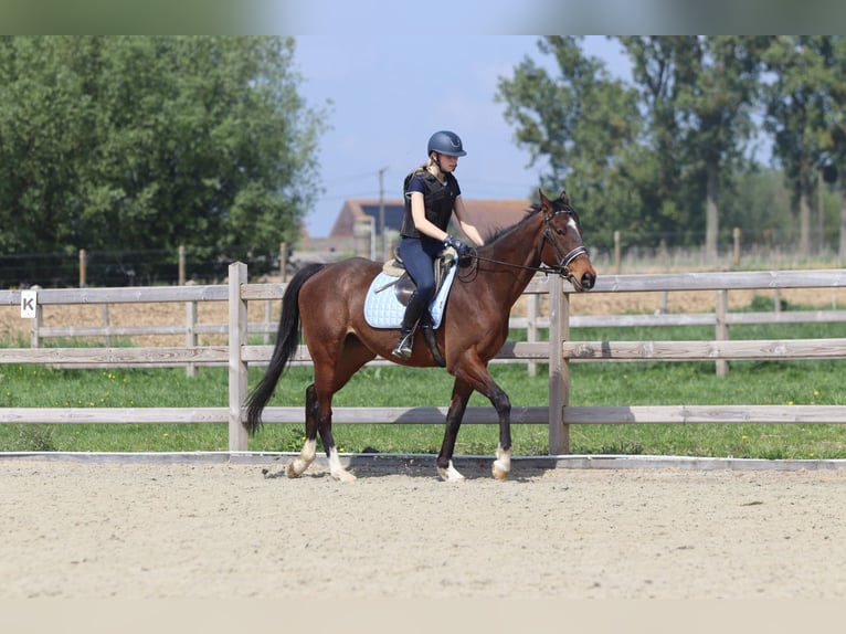Purosangue irlandese Castrone 5 Anni 163 cm Baio in Bogaarden