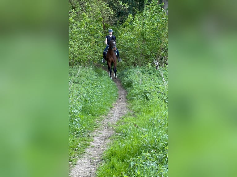 Purosangue irlandese Castrone 5 Anni 163 cm Baio in Bogaarden