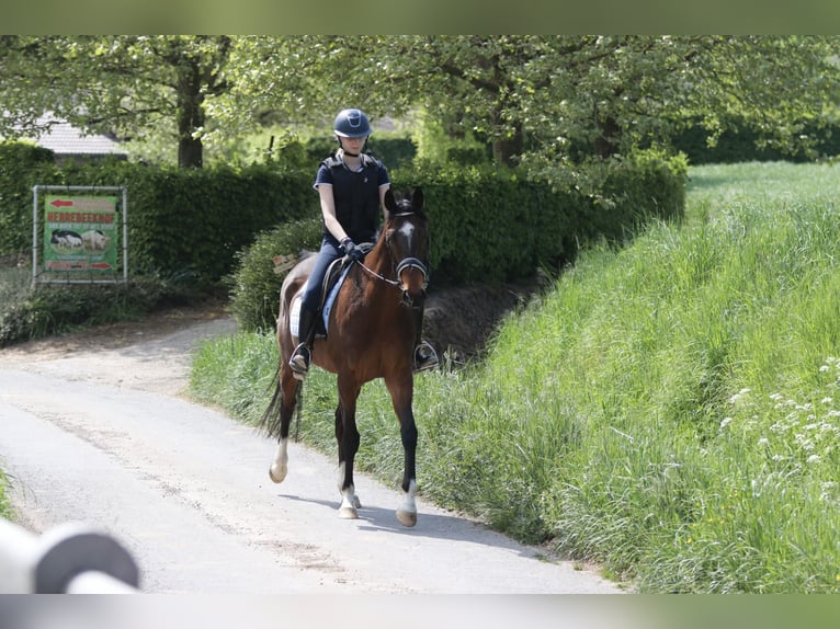 Purosangue irlandese Castrone 5 Anni 163 cm Baio in Bogaarden