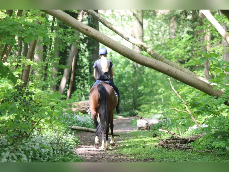 Purosangue irlandese Castrone 5 Anni 163 cm Baio in Bogaarden
