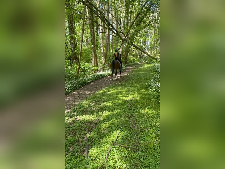 Purosangue irlandese Castrone 5 Anni 163 cm Baio in Bogaarden