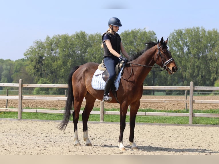 Purosangue irlandese Castrone 5 Anni 163 cm Baio in Bogaarden