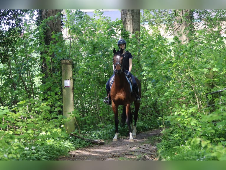 Purosangue irlandese Castrone 5 Anni 163 cm Baio in Bogaarden