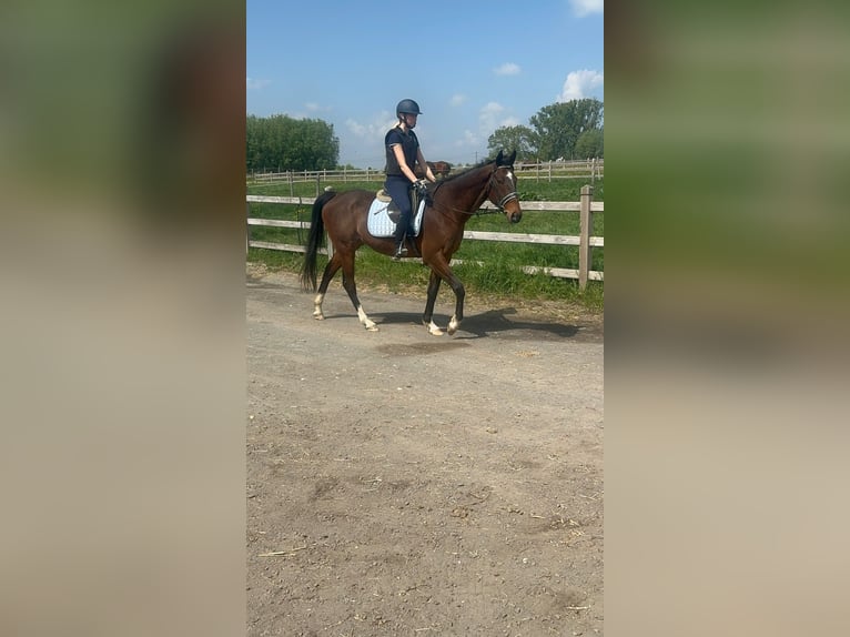 Purosangue irlandese Castrone 5 Anni 163 cm Baio in Bogaarden
