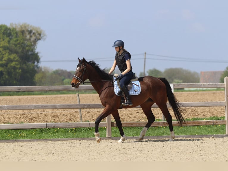 Purosangue irlandese Castrone 5 Anni 163 cm Baio in Bogaarden
