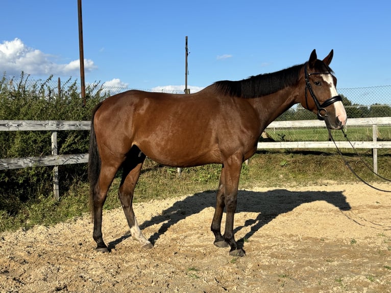 Purosangue irlandese Castrone 5 Anni 163 cm Baio in Visselhövede