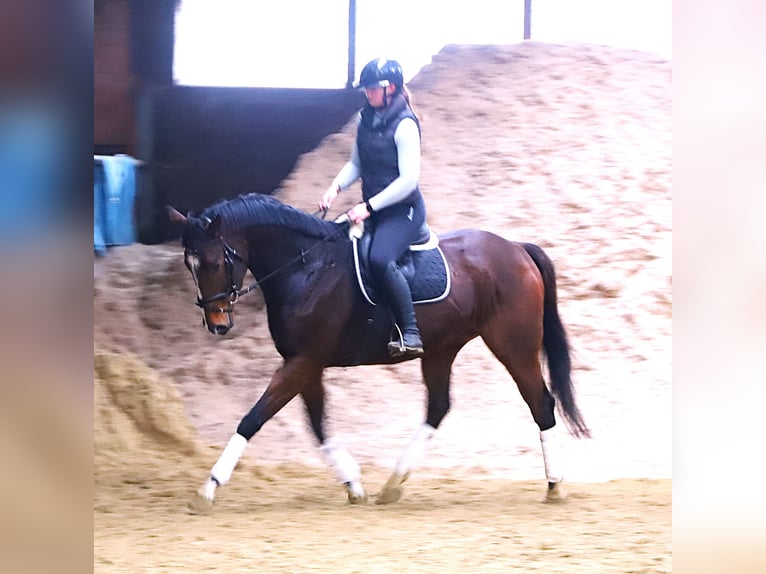 Purosangue irlandese Mix Castrone 5 Anni 165 cm Baio in uelsen