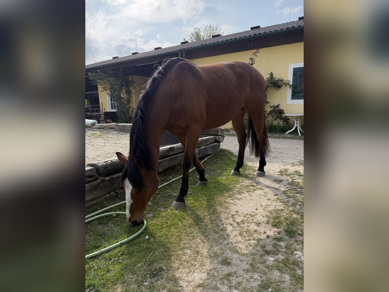 Purosangue irlandese Castrone 6 Anni 161 cm Baio in Schönkirchen-Reyersdorf