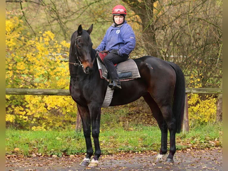 Purosangue irlandese Castrone 8 Anni 163 cm Baio scuro in Weilerswist