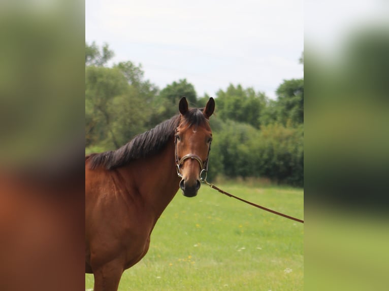 Purosangue irlandese Castrone 8 Anni 165 cm Baio in Elsteraue
