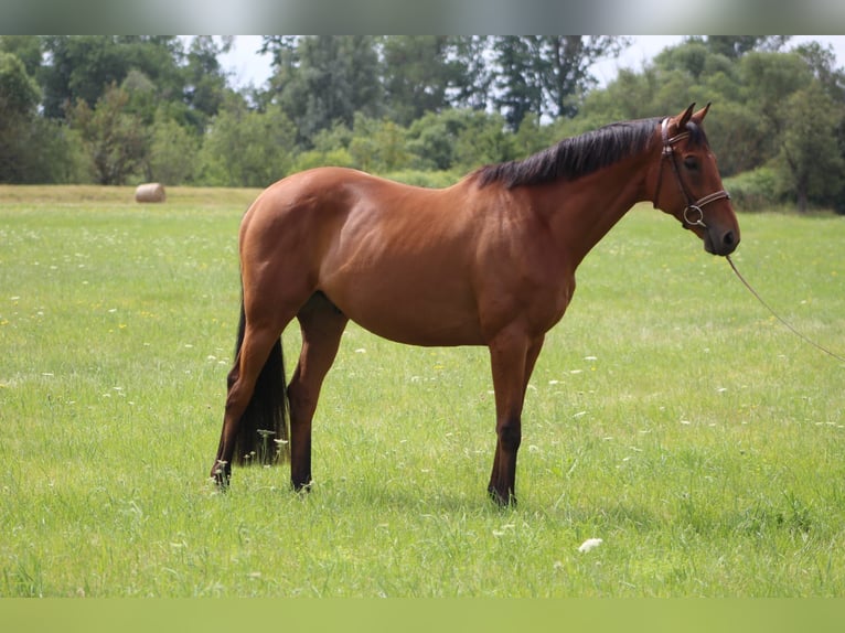 Purosangue irlandese Castrone 8 Anni 165 cm Baio in Elsteraue
